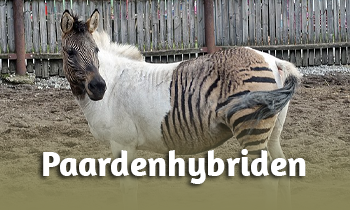 Fun Facts: Paardenhybriden