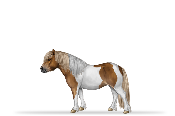 Shetlandpony