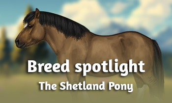 Breed spotlight: the Shetland Pony