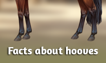 Facts about hooves