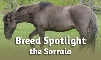 Breed spotlight: the Sorraia