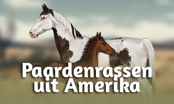 Paardenrassen uit Amerika