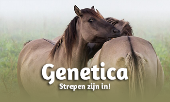Geneticablog #10: Strepen zijn in!