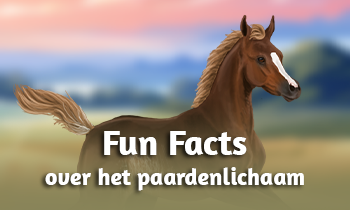 Fun Facts over het paardenlichaam
