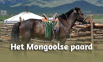 Ras in de spotlight: het Mongoolse paard