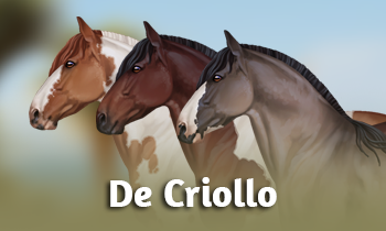 Ras in de Spotlight: de Criollo