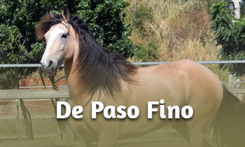 Ras in de spotlight: De Paso Fino!