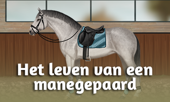 Het leven van een manegepaard