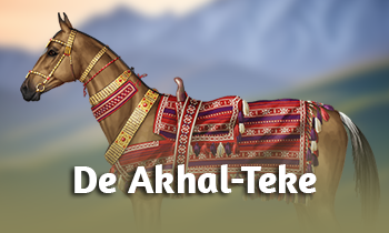 Ras in de spotlight: de Akhal-Teke