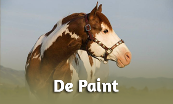 Ras in de spotlight: De Paint