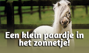 Een klein paardje in het zonnetje!