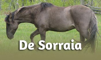 Ras in de spotlight: de Sorraia