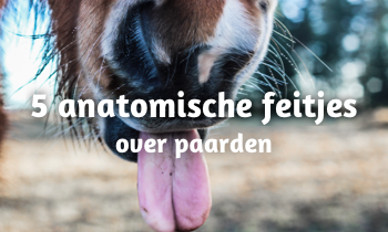 5 anatomische feitjes over paarden