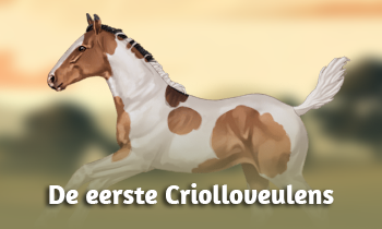 De eerste Criolloveulens