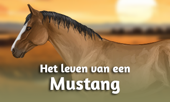 Het leven van een Mustang