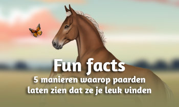 5 manieren waarop paarden laten zien dat ze je leuk vinden